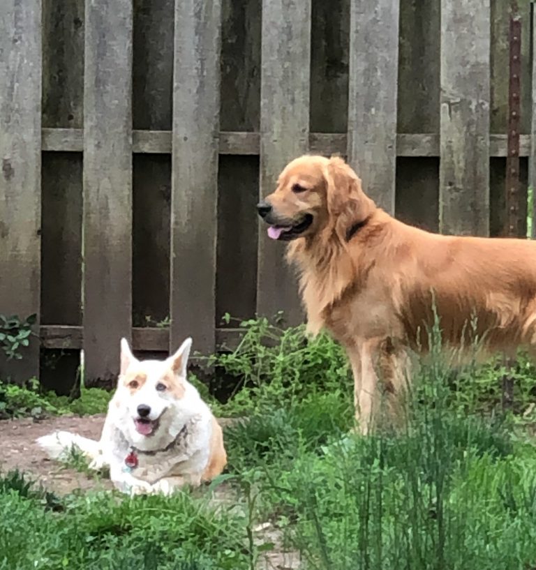 two dogs in yard